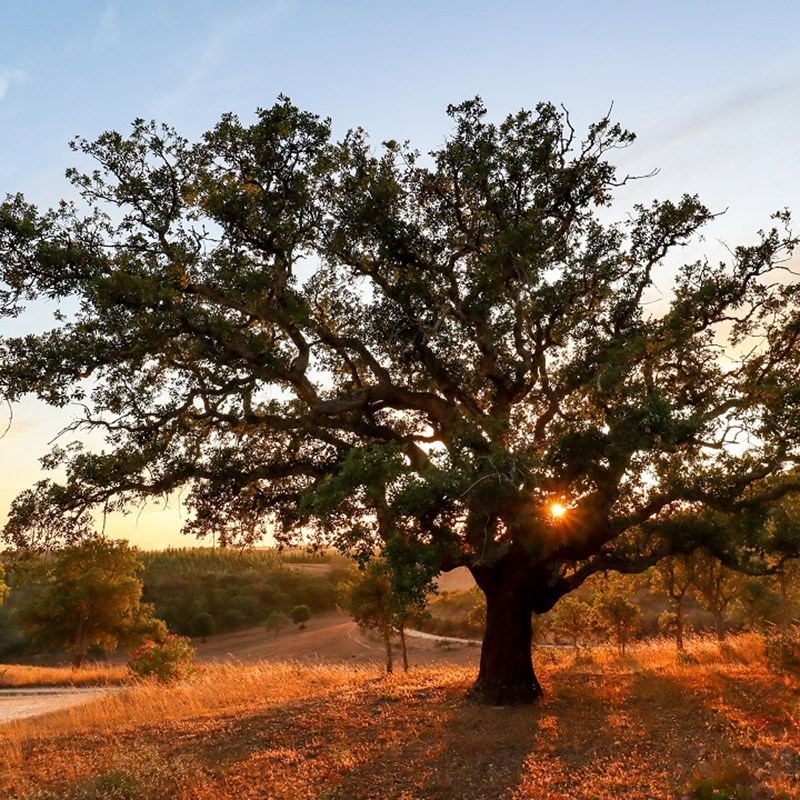 Nature Embrace